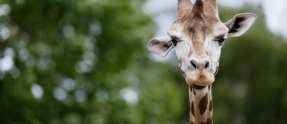 Safari park Beekse Bergen