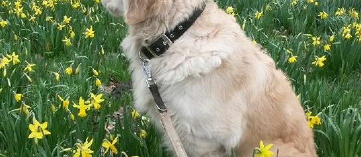 Honden - Akkertien - Hond tussen narcissen