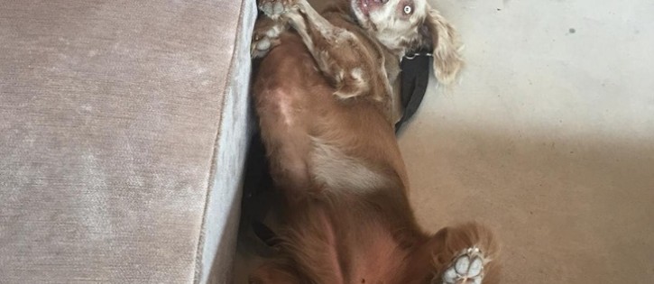 Hond vloer Piazza - Zonneweelde