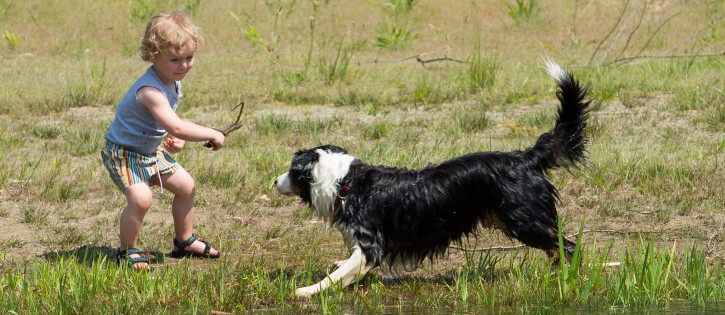 Honden - Rheezerwold