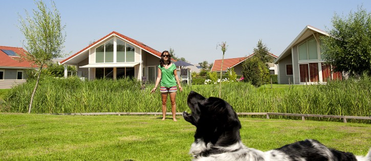 Honden- Paardekreek - spelende hond