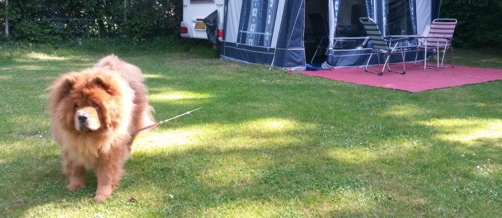 Honden - Zandhegge - Hond voor tent