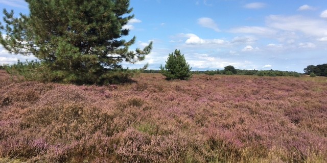 Heide