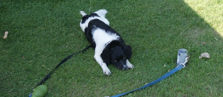 Honden - Akkertien - Hond voor tent