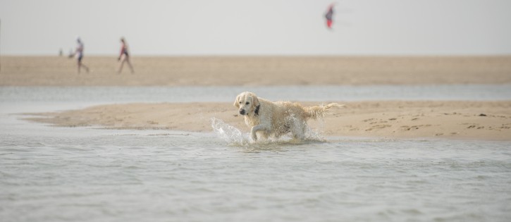Hond loopt door het water