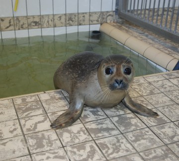 Ecomare - opvang-gewone-zeehond-5551-sw.jpg