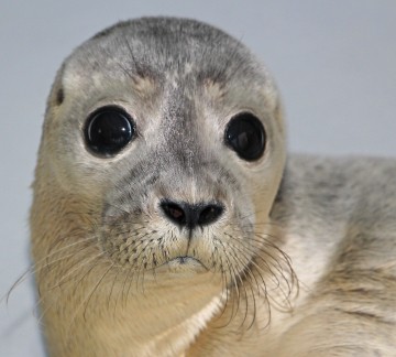 A Seal