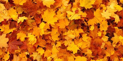 autumn-83761_1280.jpg