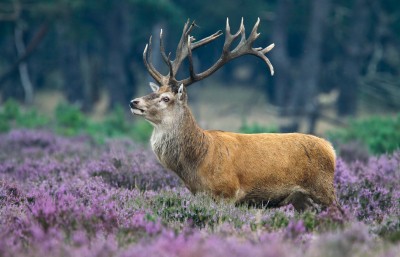 Spotting game on the Veluwe