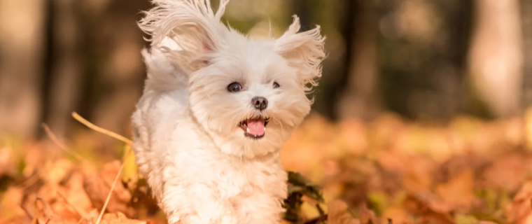 herfst veranda chalet met hond.png