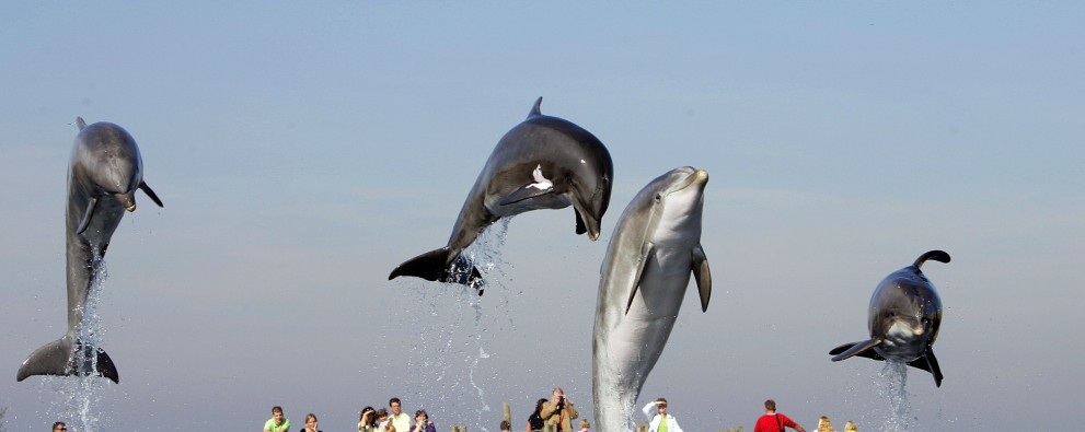 Dolfinarium