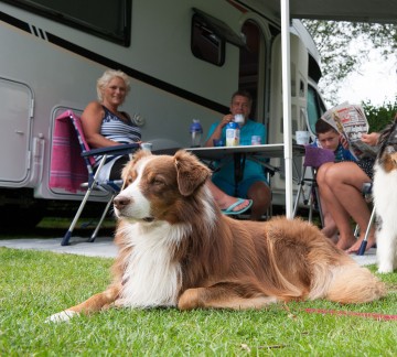 Camping Duinoord in Zeeland honden kopie.jpg