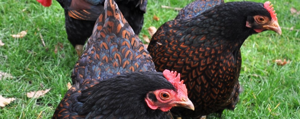Dutch Poultry Museum
