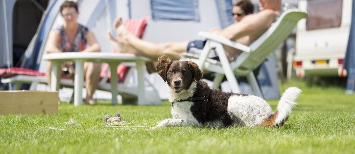 Honden - Noetselerberg - Hond voor tent
