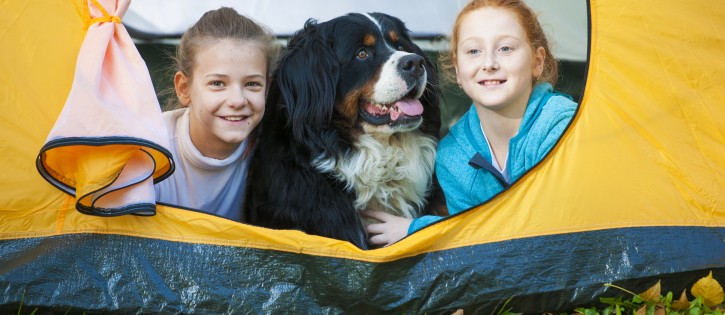 Honden toegestaan iStock-498118078.jpg