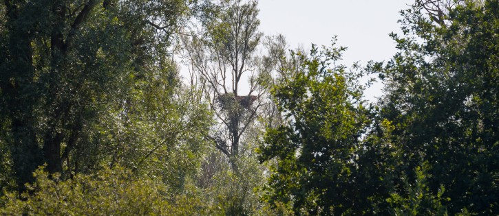 Vogelnest in omgeving