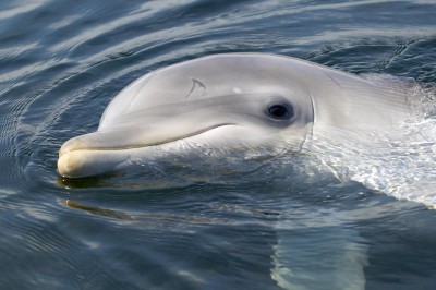 Het Dolfinarium