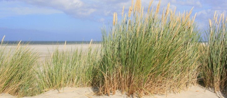 Strand foto