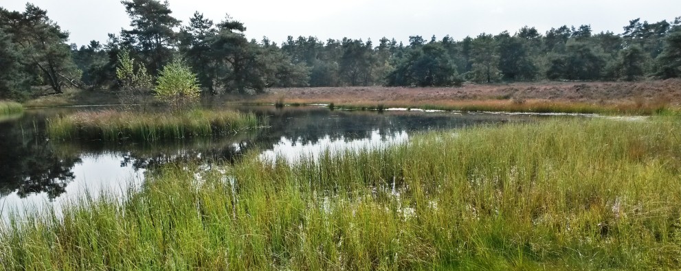 Regio - Gelderland - Veluwe - Zandhegge - Tongerenseveen