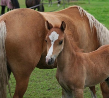 Manege - Prive SA Goldy met Liberty
