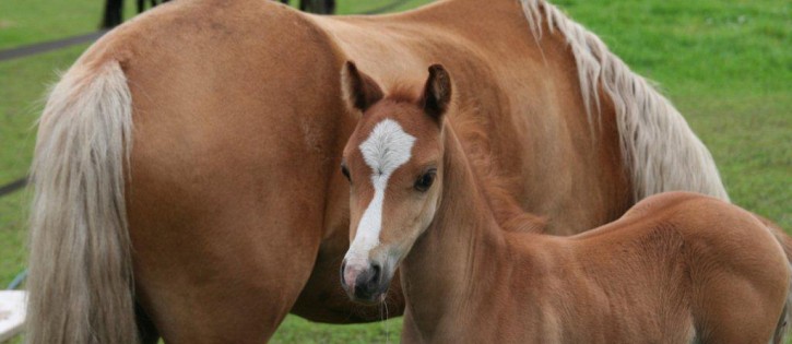 Manege - Prive SA Goldy met Liberty