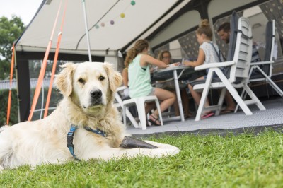 Honden - Noetselerberg - golden voor tent
