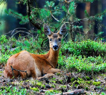 Regio - Gelderland - Veluwe - Jutberg wild