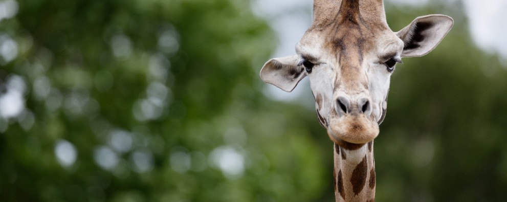 Safaripark Beekse Bergen