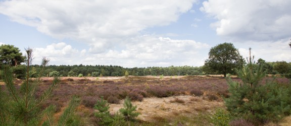 Natuurpoort de Heksenboom