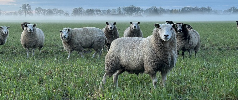 Schapen naast de camping