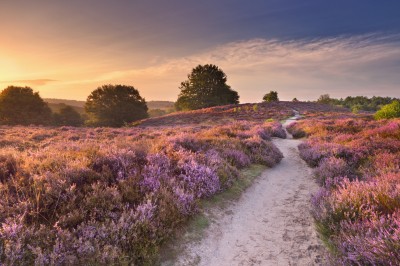 Vier je vakantie op de Veluwe