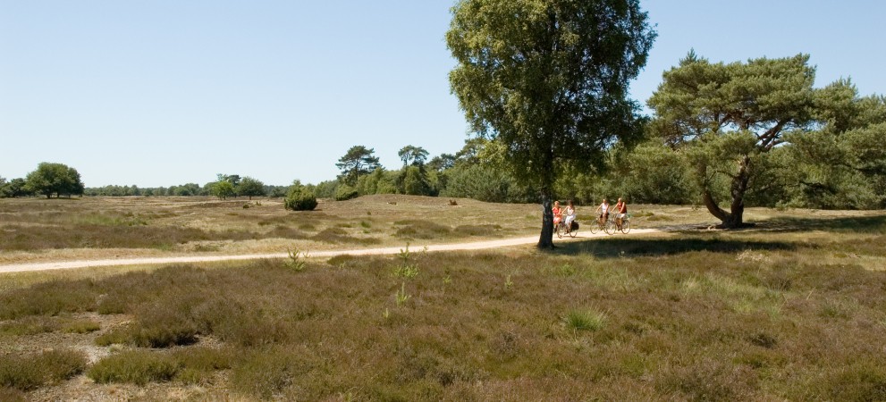 Regio - Brabant - Ullingse Bergen Heide fietsers