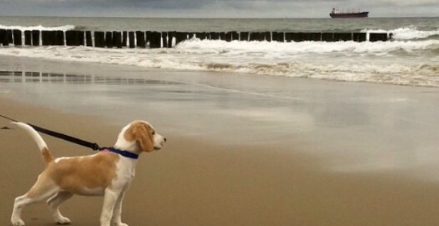 Lekker met je hond wandelen aan het strand.jpg