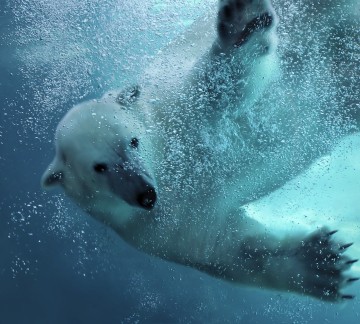 WILD-NORTICA0-hoofdbeeld.jpg