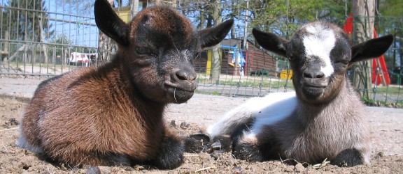 Kinderboerderij Dondertman