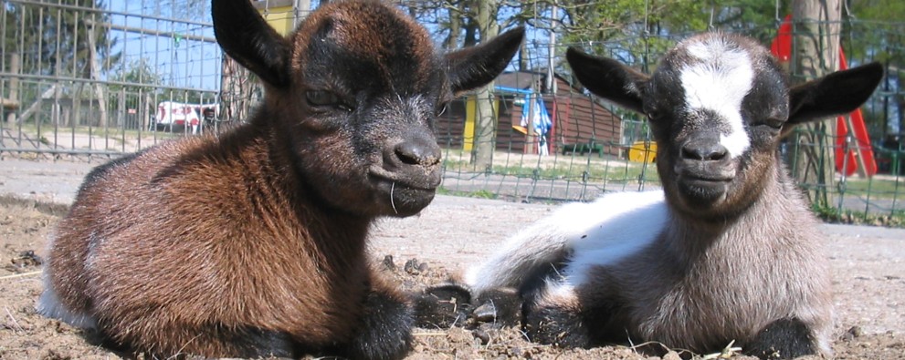 Kinderboerderij Dondertman