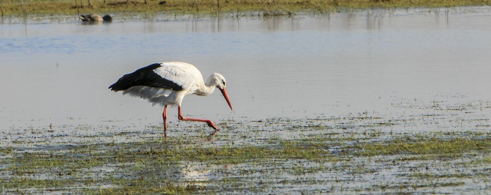 Natuurgebied 't Zwin