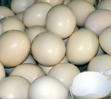 49 eieren in de winkel.jpg