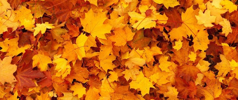autumn-83761_1280.jpg
