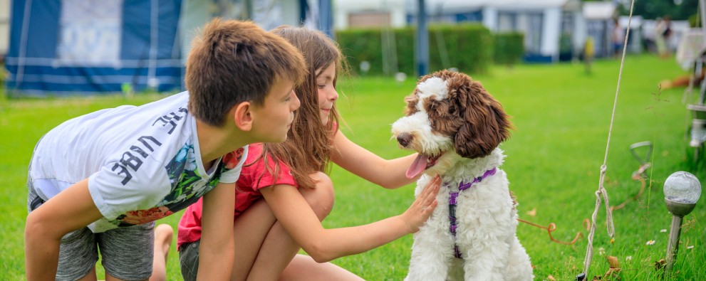 Camping met hond Scheldeoord Camping met hond Scheldeoord