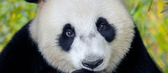 Ouwehands Dierenpark