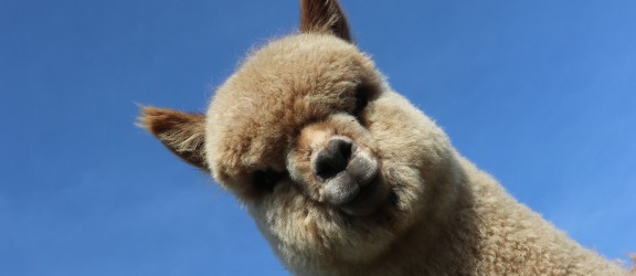 Alpaca Eco Farm