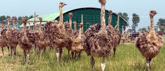 Struisvogelboerderij Monikkenwerve