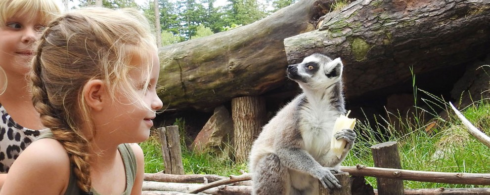 Apeneiland DierenPark Amersfoort_bewerkt.jpg Apeneiland DierenPark Amersfoort_bewerkt.jpg