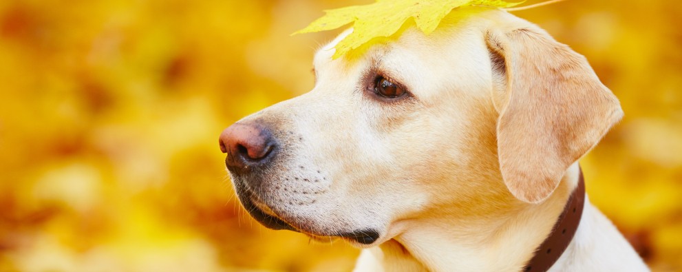 Hond in herfstbladeren