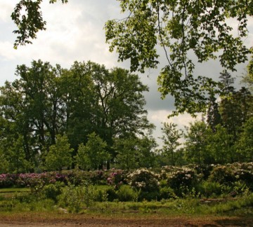 singraven-07.jpg