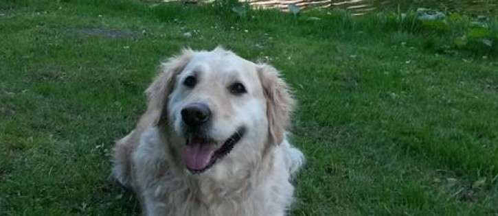 Honden - Akkertien - Hond in omgeving