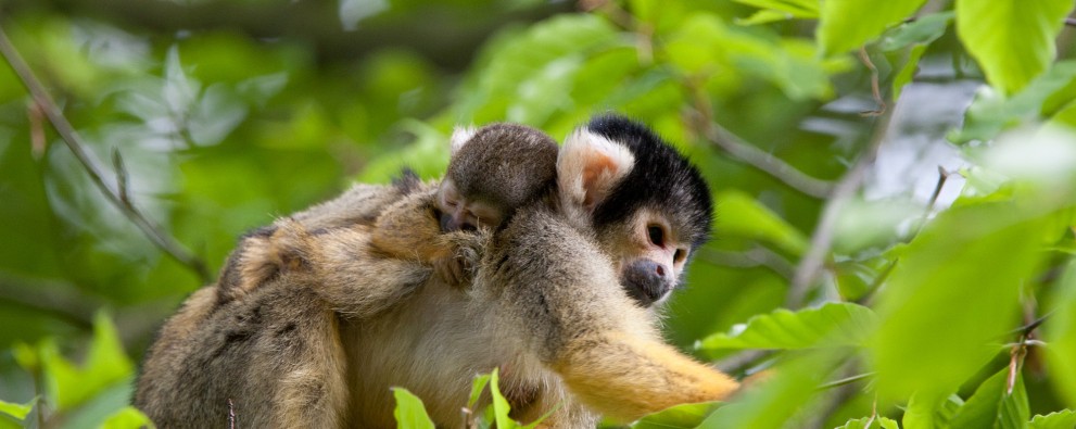 apeldoorn x.jpg apeldoorn x.jpg